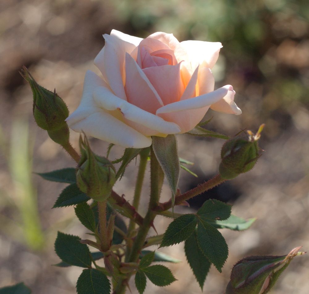 Jean Keneally photo JeanKeneally_zps92e4cb52.jpg